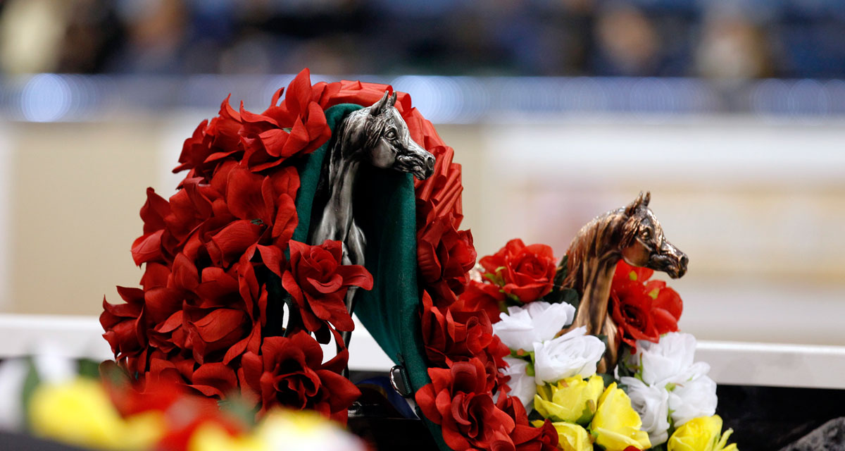 Champion's rose garland and trophies at a horse show awards table