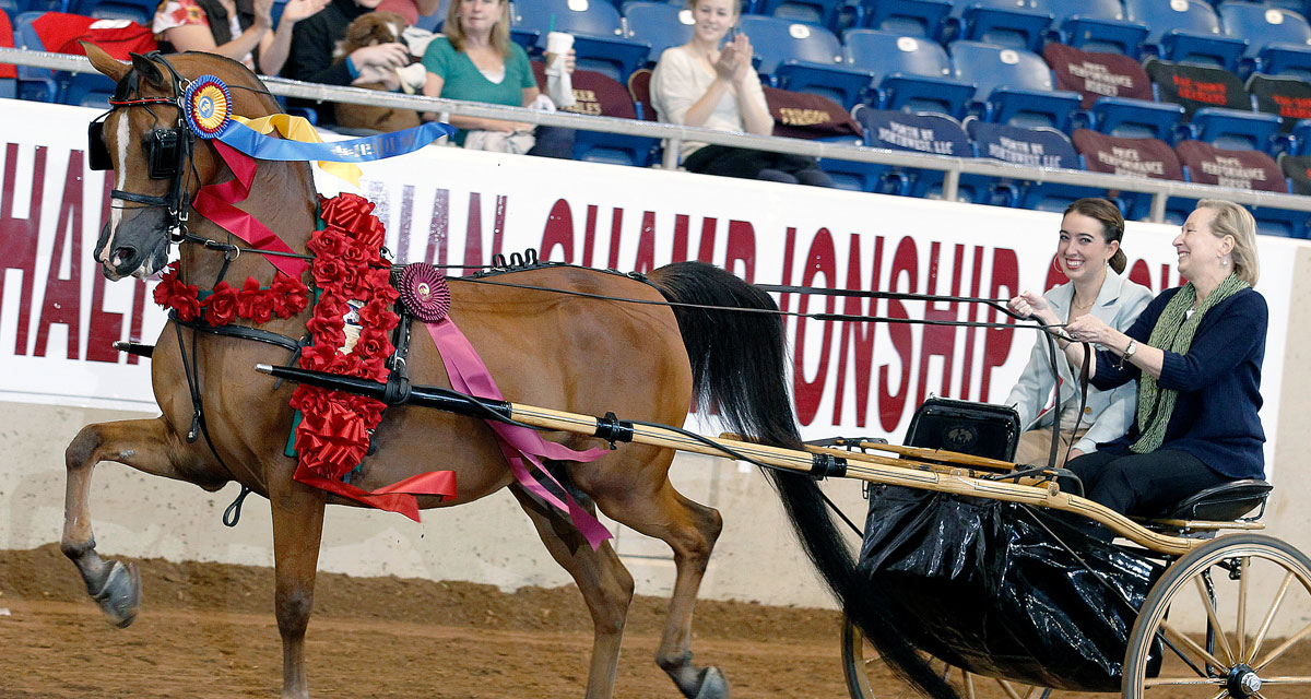 Horse in a rose garland pulling a driving cart during a championship class