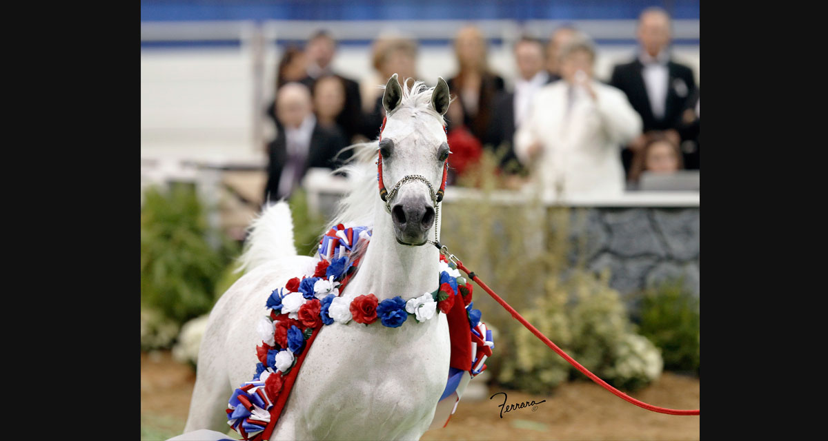 Gray stallion led in hand wearing a champion's floral garland