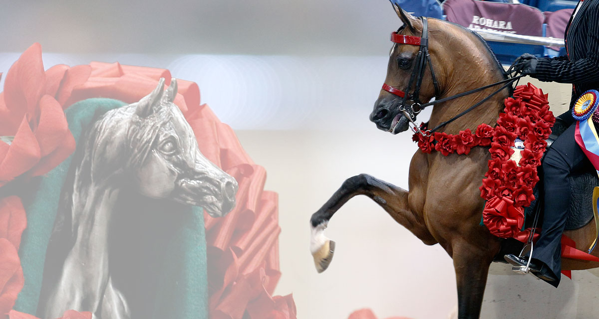 Bay horse in a red rose garland mid-stride during a championship class
