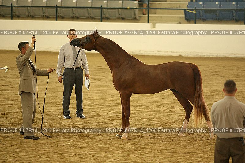 Proof 07R14_1206