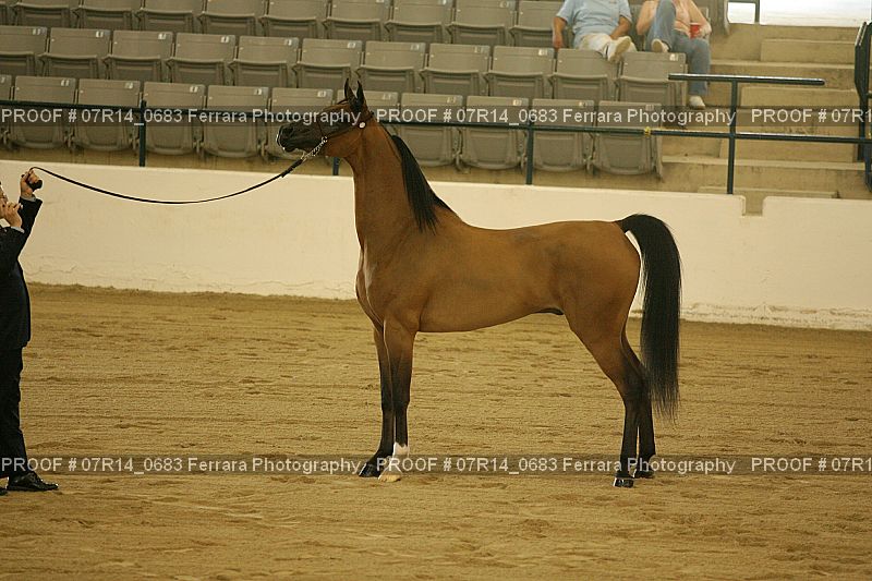 Proof 07R14_0683