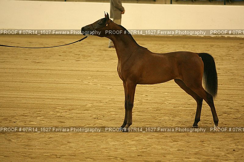 Proof 07R14_1527