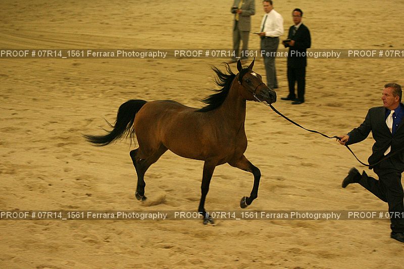 Proof 07R14_1561