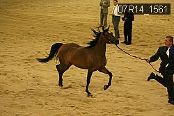 07R14_1561 proof