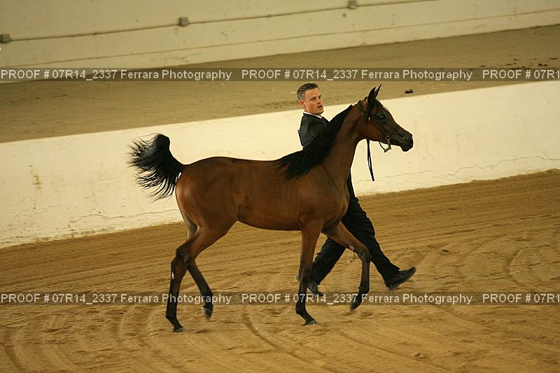 Proof 07R14_2337