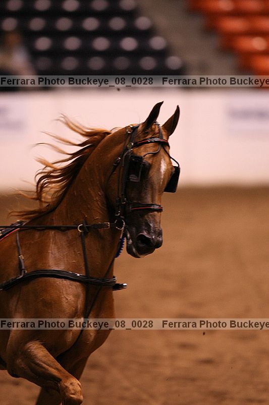 Proof buckeye_08_0028