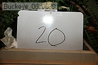 buckeye_08_0339 proof
