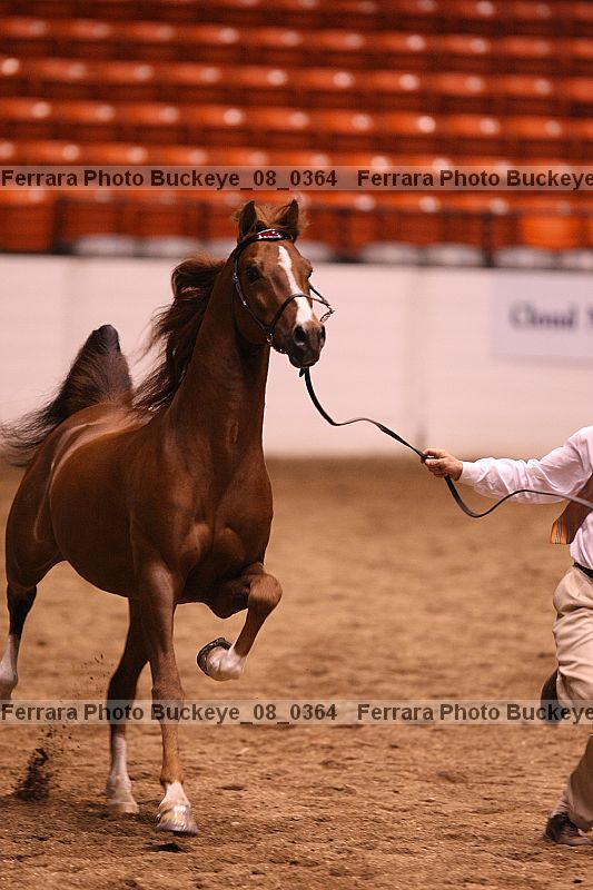 Proof buckeye_08_0364