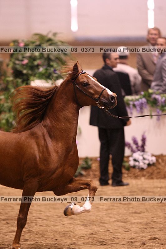 Proof buckeye_08_0373