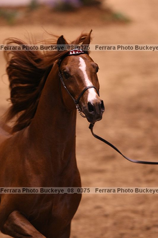 Proof buckeye_08_0375