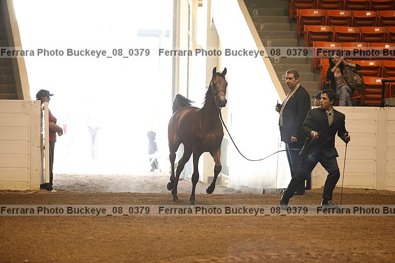Proof buckeye_08_0379