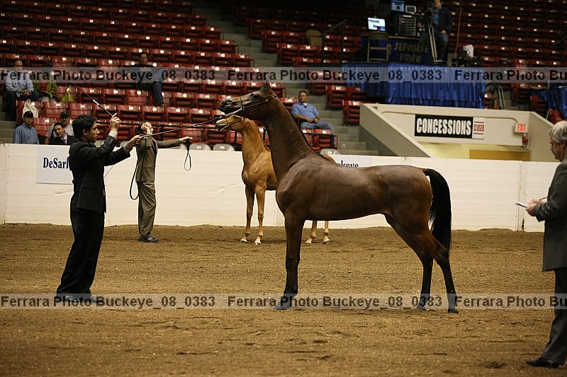 Proof buckeye_08_0383
