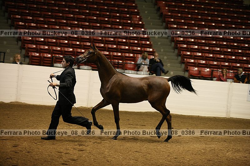 Proof buckeye_08_0386