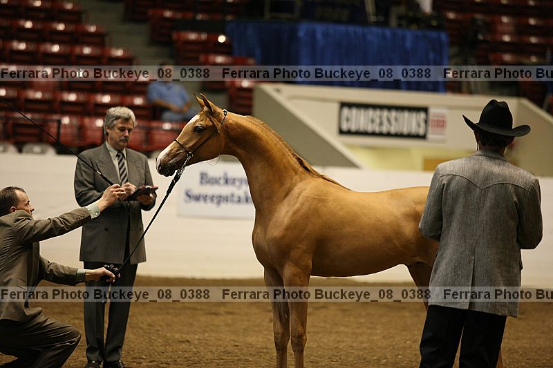 Proof buckeye_08_0388