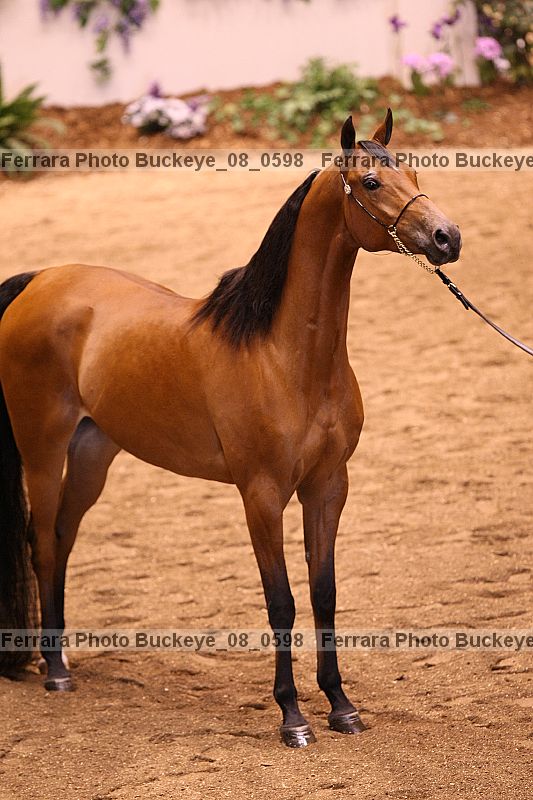 Proof buckeye_08_0598