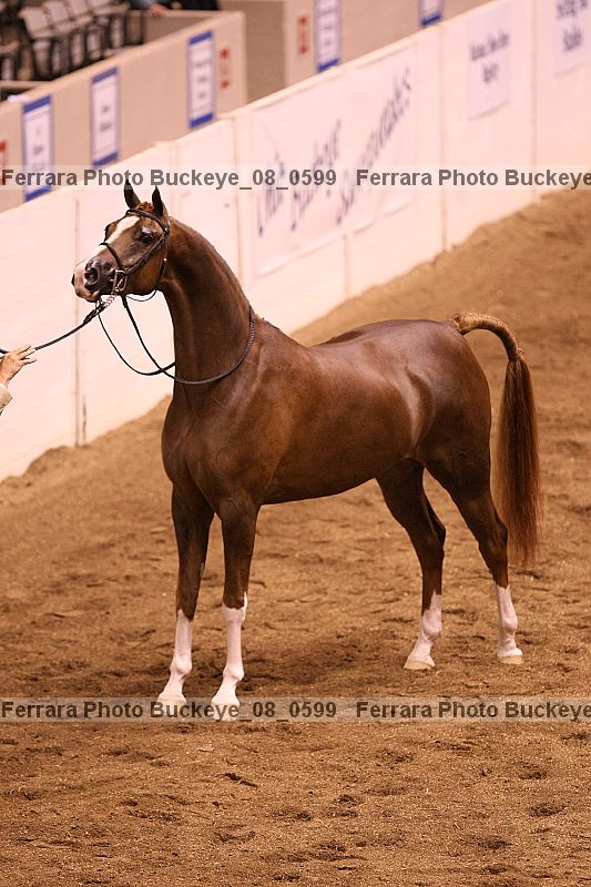 Proof buckeye_08_0599
