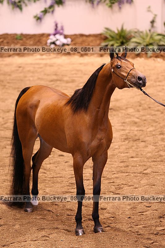 Proof buckeye_08_0601