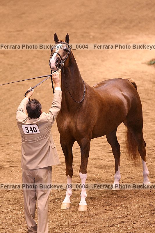 Proof buckeye_08_0604