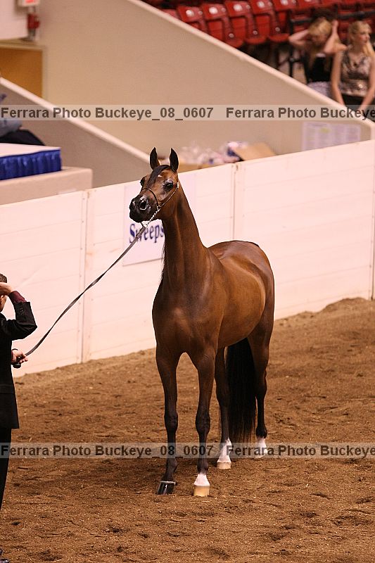 Proof buckeye_08_0607