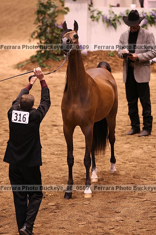 Proof buckeye_08_0609