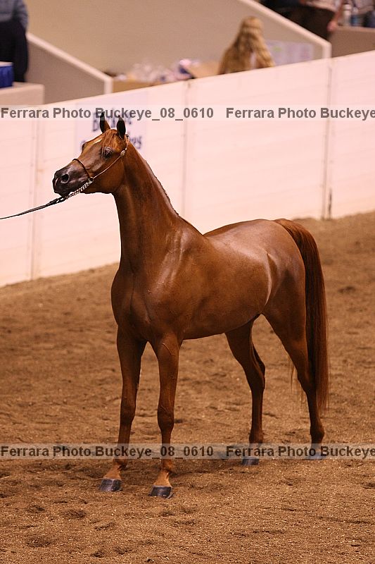 Proof buckeye_08_0610