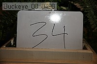 buckeye_08_0498 proof