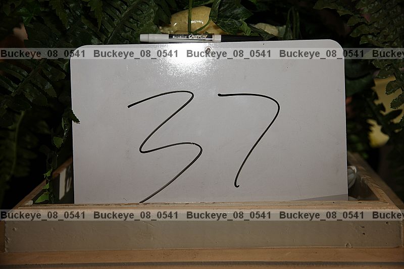 Proof buckeye_08_0541