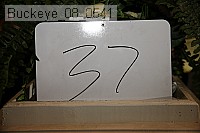 buckeye_08_0541 proof