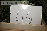 buckeye_08_0747 proof