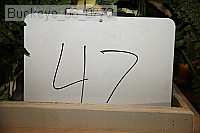 buckeye_08_0772 proof