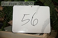 buckeye_08_0922 proof