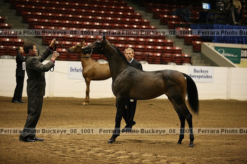 Proof buckeye_08_1001