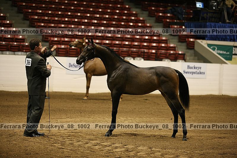 Proof buckeye_08_1002