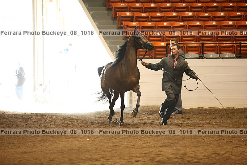 Proof buckeye_08_1016