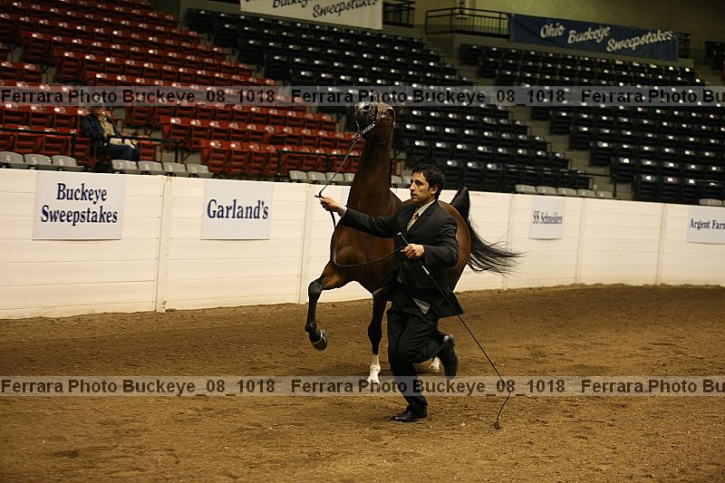 Proof buckeye_08_1018