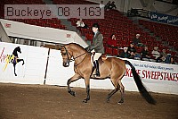 buckeye_08_1163 proof