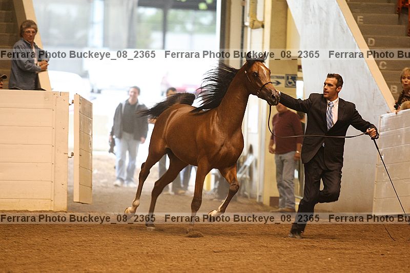 Proof buckeye_08_2365