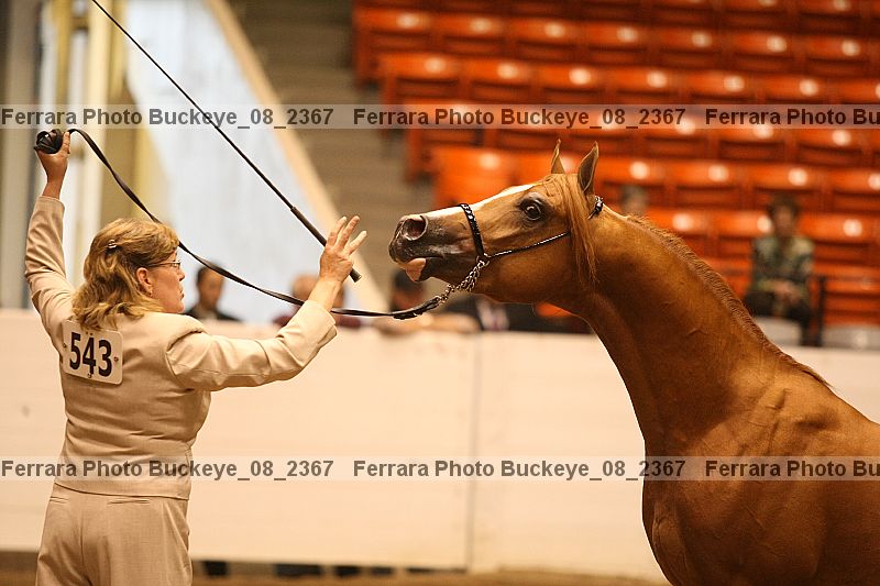 Proof buckeye_08_2367