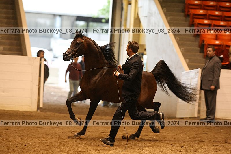 Proof buckeye_08_2374