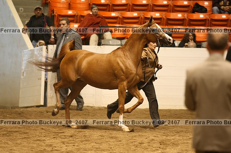 Proof buckeye_08_2407