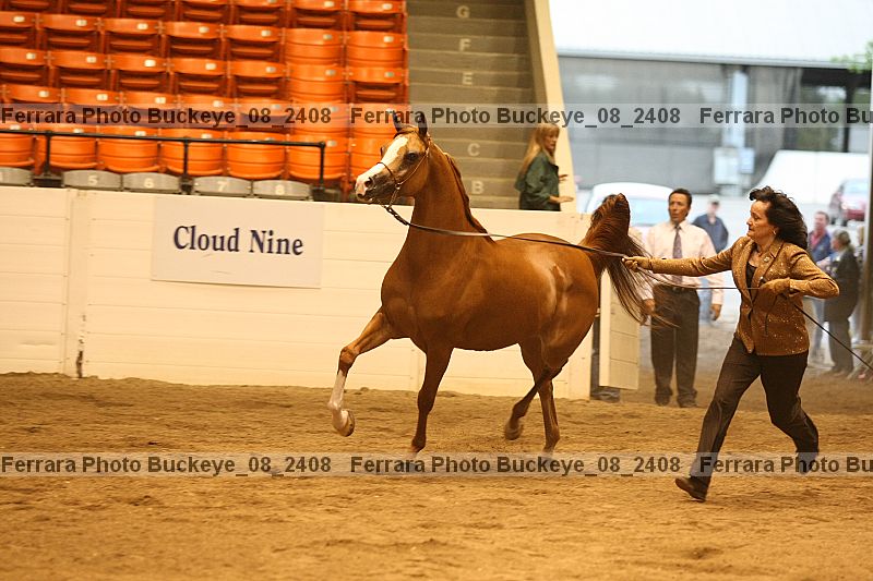 Proof buckeye_08_2408