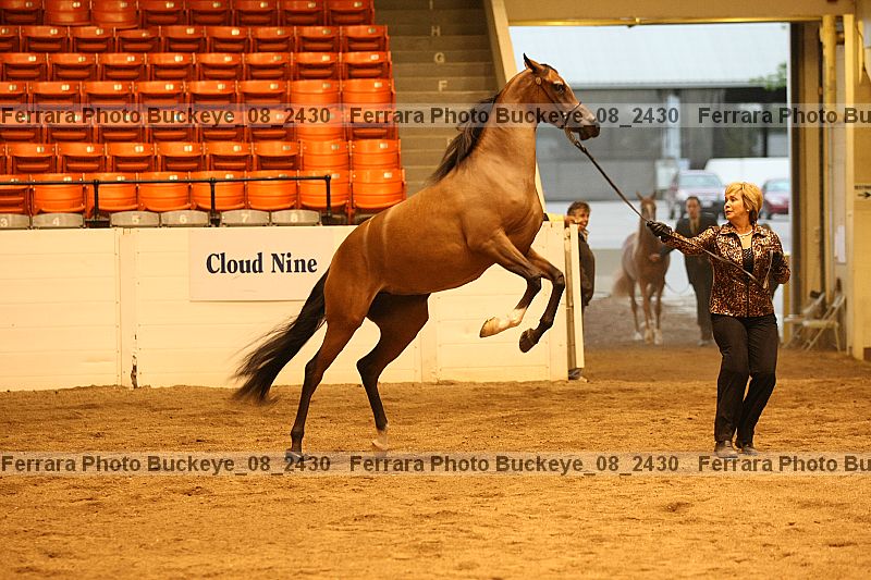 Proof buckeye_08_2430