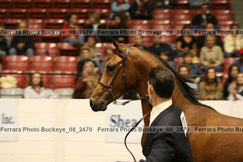 Proof buckeye_08_2470