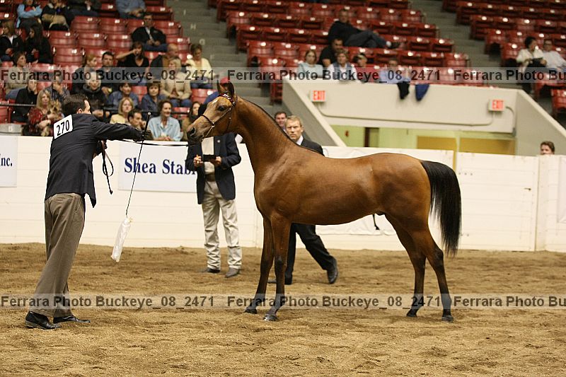 Proof buckeye_08_2471