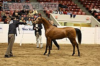 buckeye_08_2471 proof