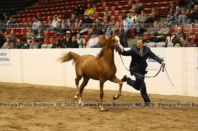 Proof buckeye_08_2472