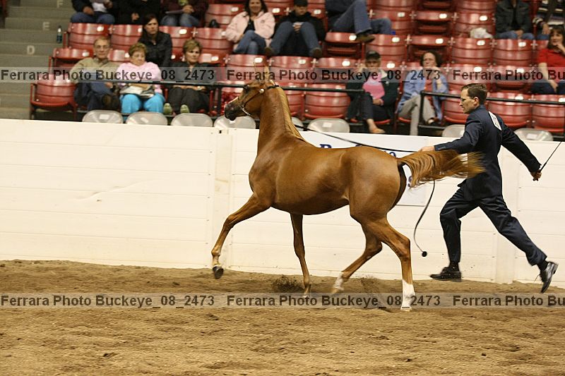 Proof buckeye_08_2473