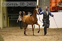 buckeye_08_2482 proof