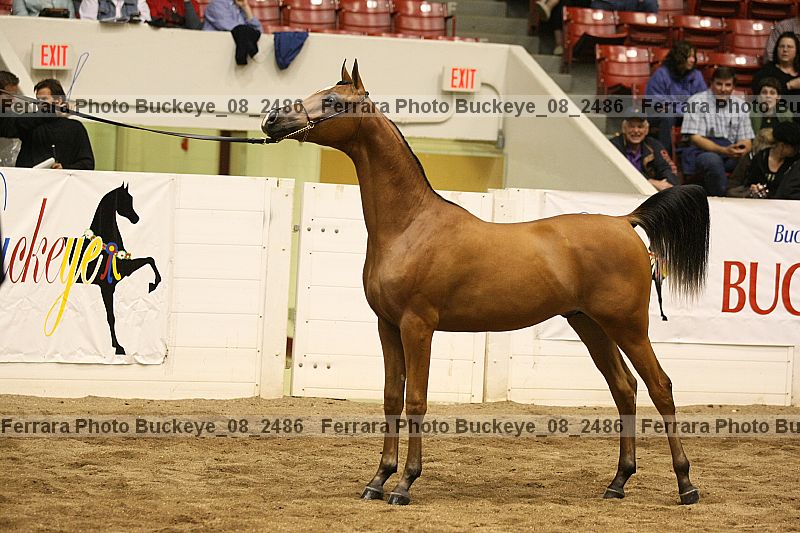 Proof buckeye_08_2486